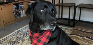 Retired dog Ridley wins Hero Dog Award