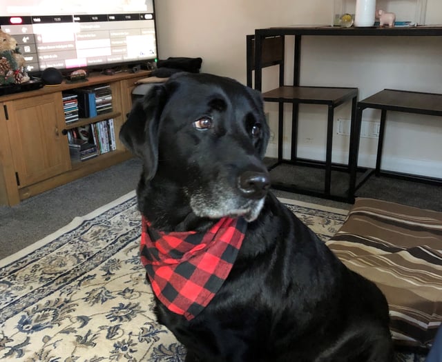 Retired dog Ridley wins Hero Dog Award