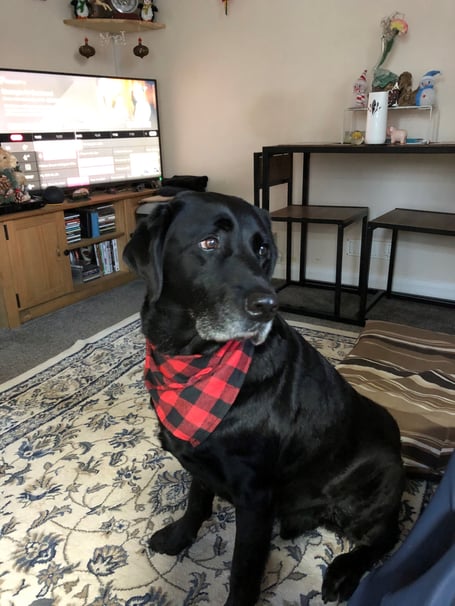Ridley the retired guide dog. Photo Guide Dogs 