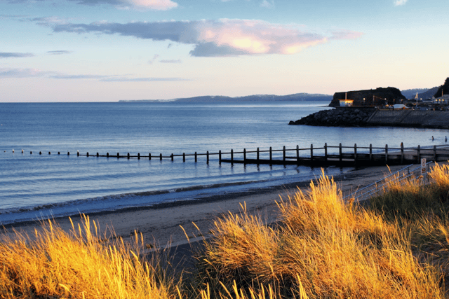Paws at the ready as dogs return to beaches