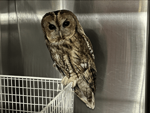 Police officer's heroic owl rescue