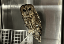 Police officer's heroic owl rescue