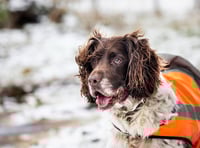 Keep animals safe with RSPCA cold weather tips