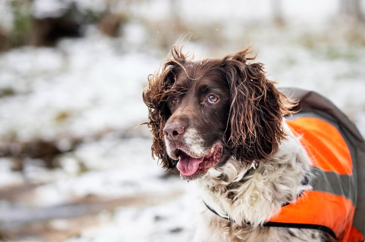 RSPCA advice to keep pets safe in cold weather. Photo RSPCA