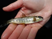 Salmon return to River Teign after restoration