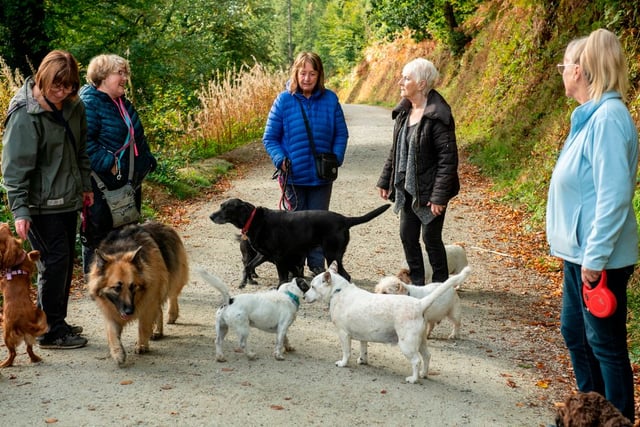 Explore Haldon Forest Park with your dog