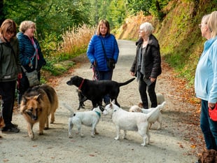 Explore Haldon Forest Park with your dog