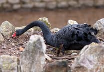 Black swans find new home
