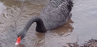 Two eggs now laid by Black Swan pair 