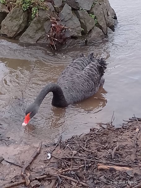 Black Swan mum Kimba foraging near the nest site. Photo Noreen Goodchild