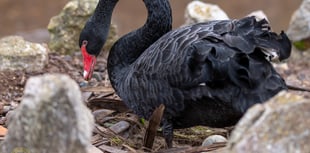 Four eggs laid by Dawlish black swans
