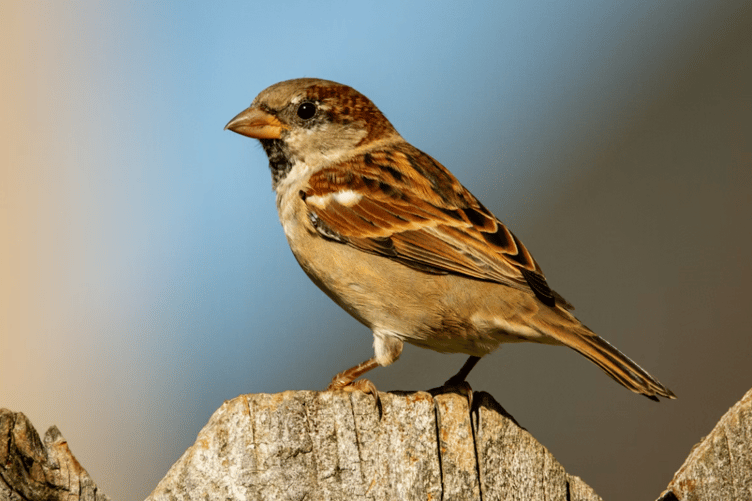 House sparrow stock image