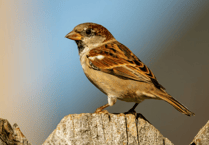 Take part in this year's Big Garden Birdwatch