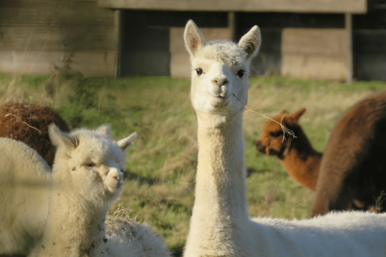 Alpaca stock image