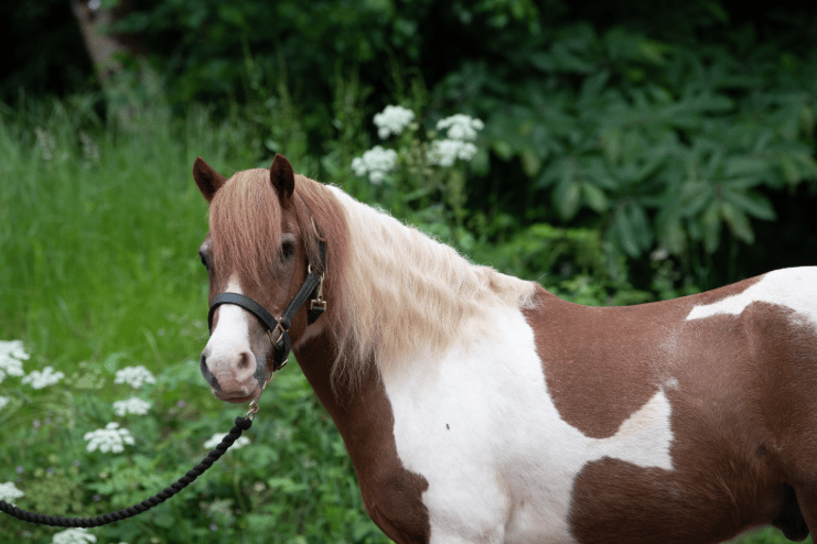 Mare and Foal Sanctuary