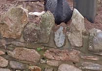 Black swan parents Bert and Kimba tend to new egg clutch