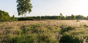 Rare insect colonises more of Teignbridge