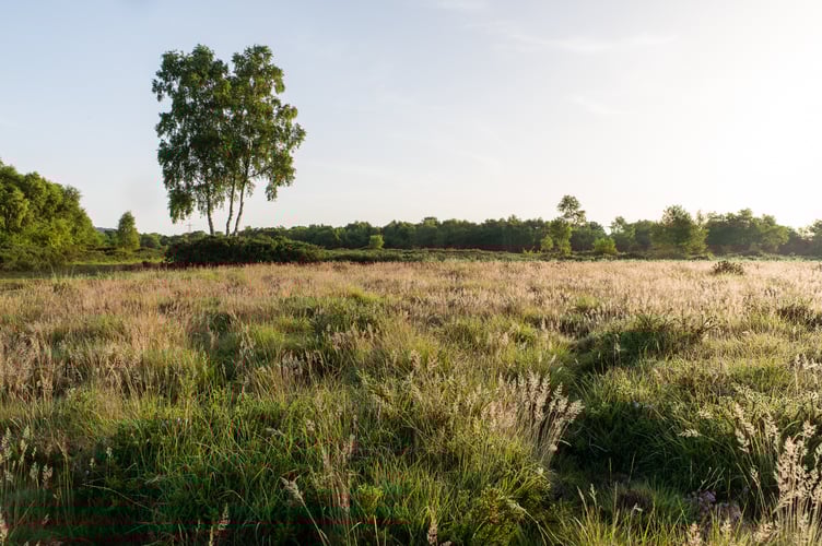 The rare narrow-headed ant is doing well at Chudleigh Knighton heath (Photo: Sam Rose / Devon Wildlife Trust)