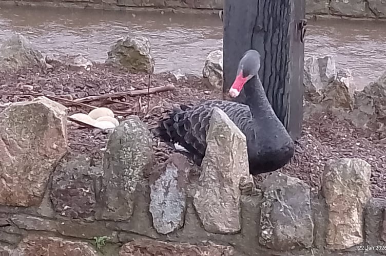 Kimba on the nest in Dawlish with five eggs. Photo Noreen Goodchild