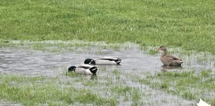 Rain wins the battle against rugby 