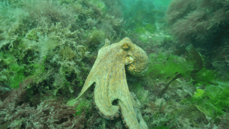 Exceptional Octopus surge continues to pose risk to fishing industry