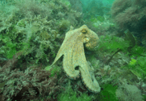 Exceptional Octopus surge continues to pose risk to fishing industry