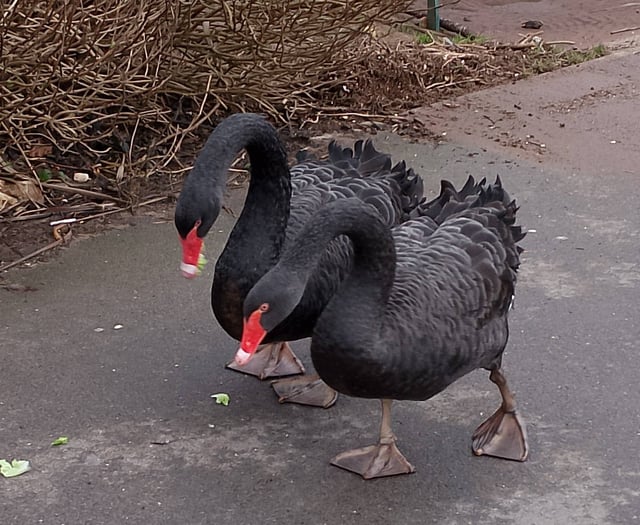 Swans mating again after storm washed away nest 