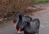 Swans mating again after storm washed away nest