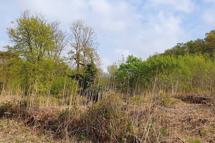 Wolborough Fen, Image Guy Henderson/LDRS