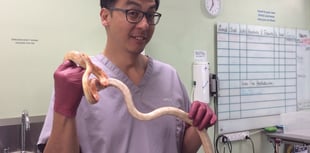 Vet saves egg-bound snake from life-threatening condition