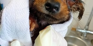 Animal charity caring for rescued Newton dogs