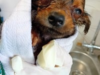 Animal charity caring for rescued Newton dogs
