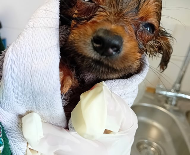 Animal charity caring for rescued Newton dogs