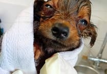 Animal charity caring for rescued Newton dogs