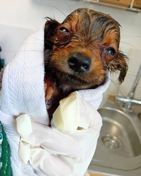 One of the dogs recovering at the Margaret Green Animal Rescue