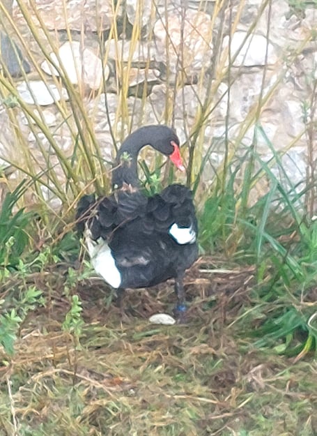 The latest Black swan egg in Dawlish. Photo Mercedes Sullivan