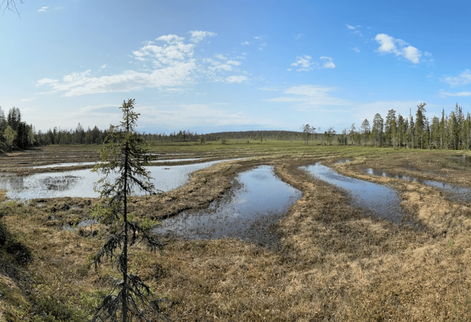 Devon-led study confirms Arctic peatlands are expanding