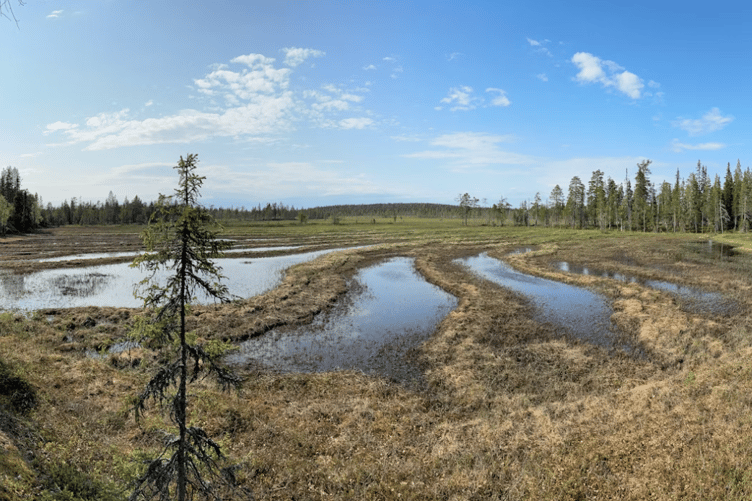 Peatland stock image