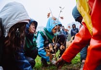Charity urging Dartmoor landowners to collaborate for tree planting