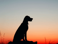 Parish council urges dog owners to act responsibly