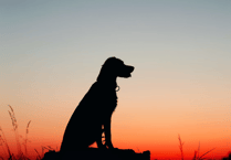 Number of out of control dogs rising since 2020