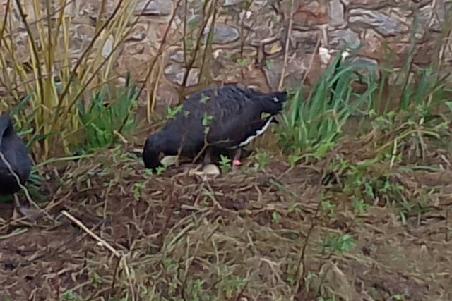 Broody Black Swans now have 10 eggs 