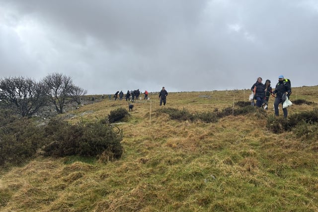 800 trees planted at Dartmoor reserve