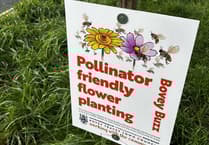 Bovey Tracey's eco-friendly flower shift