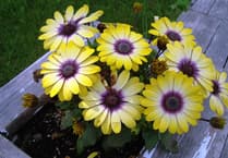 Entries open for RHS and BBC's Pocket Garden Makeover Prize