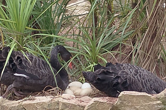 More eggs for Dawlish Black Swan couple 
