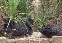More eggs for Dawlish Black Swan couple