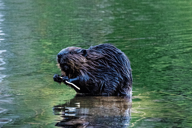 Beaver stock image 