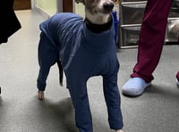 Vet warns of deadly dog condition