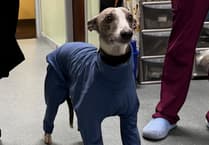 Vet warns of deadly dog condition in Newton Abbot